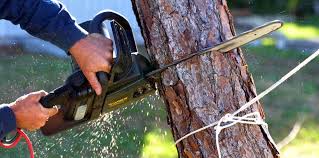 Best Tree Cabling and Bracing  in Tennille, GA