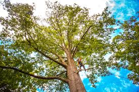 Best Tree Trimming and Pruning  in Tennille, GA