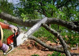 Best Hedge Trimming  in Tennille, GA