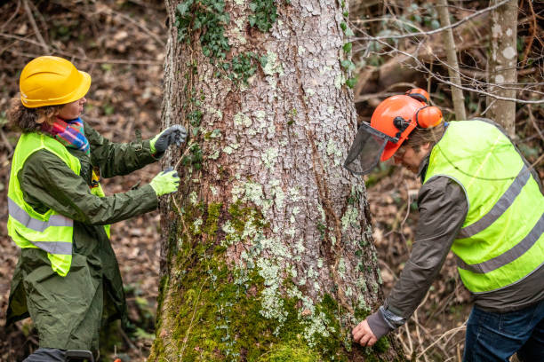 Best Fruit Tree Pruning  in Tennille, GA